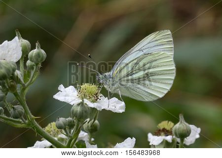 Butterfly / A butterfly sitting on a flower