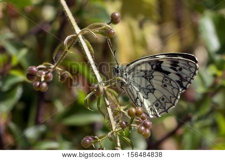 Butterfly / A butterfly sitting on a flower