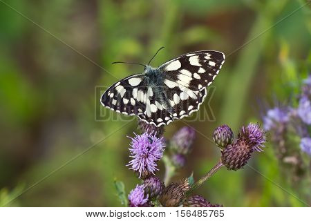 Butterfly / A butterfly sitting on a flower