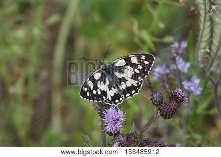 Butterfly / The butterfly sits on a plant