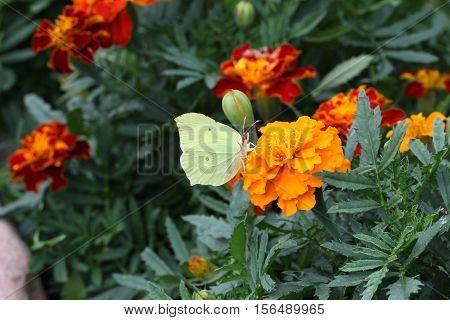 Butterfly / The butterfly sits on a plant