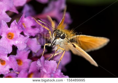 Butterfly / The butterfly sits on a plant