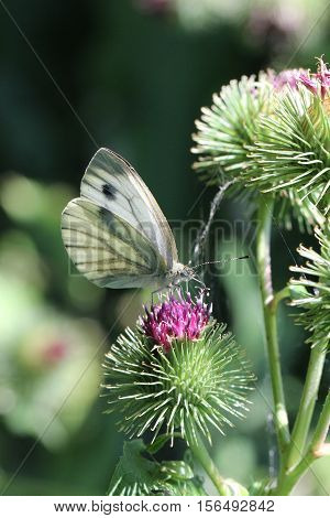 Butterfly / The butterfly sits on a plant