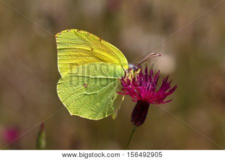 Butterfly / The butterfly sits on a plant