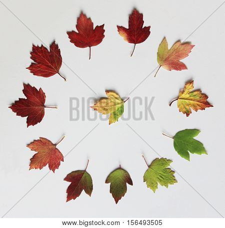 A circle of leaves heralds the changing seasons