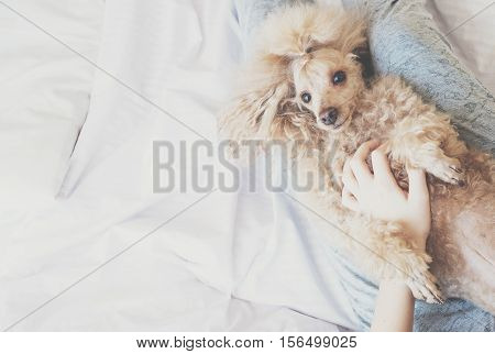 Young woman with her dog in a bed.