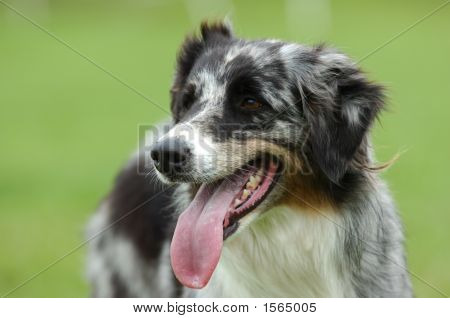 Australian Shepherd