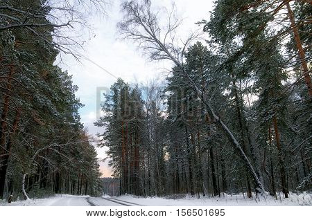road in winter forest covered with snow