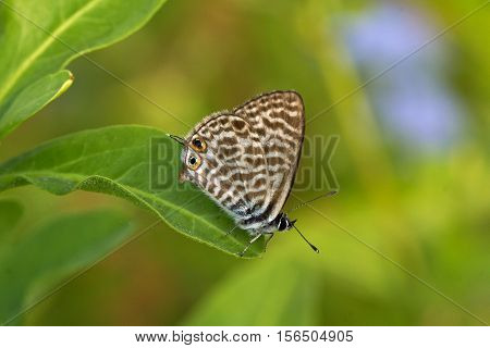 Butterfly / The butterfly sits on a plant