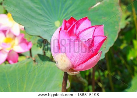 lotus flower is water plant beautiful of asia and The symbol of productiveness