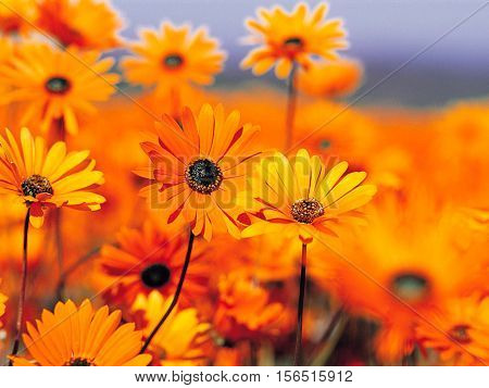 Sunflowers Beautiful Smell Natural Beauty Splendid Magnificent