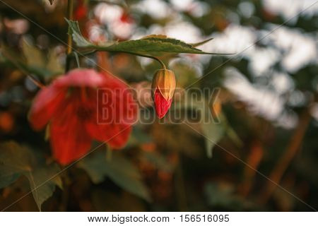 red flower nature backgroun fon cocon tree