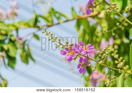 Cananga Flowers blooming on tree against blue sky Lagerstroemia. It is a species of flowering plant in the Lythraceae family.