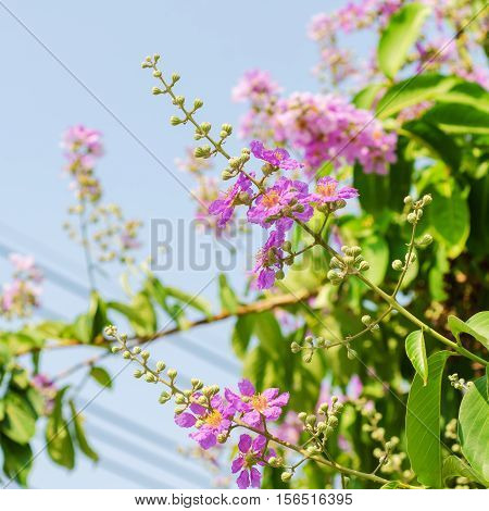 Cananga Flowers blooming on tree against blue sky Lagerstroemia. It is a species of flowering plant in the Lythraceae family.