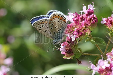 Butterfly / The butterfly sits on a plant