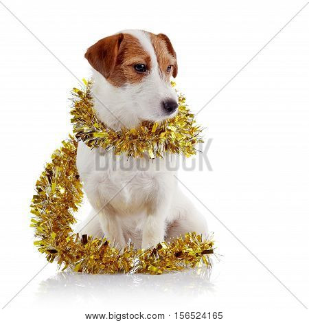 The small doggie of breed a Jack Russell Terrier and Christmas tinsel