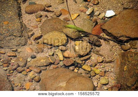 A clear brook with small fish swimming in the Wuyishan or Mount wuyi scenic area in Wuyi China in fujian province.