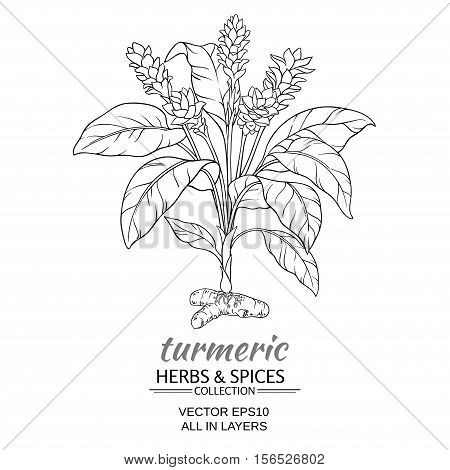 turmeric plant vector illustration on white background