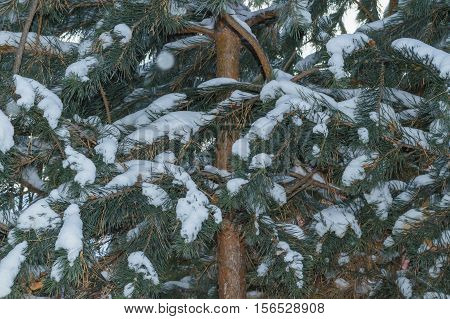 background filled with fir tree branches in snow