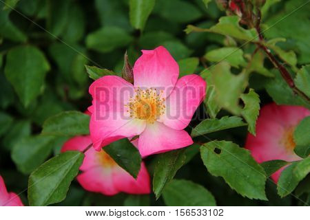 Blooming wild rose hips. Flowering in vivo.