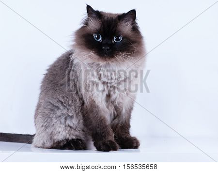Himalayan cat with a hairstyle sits in a half-turn isolated in the studio