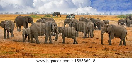 Herd of elephnats on the open plains in Hwange with a tourist truck in the distance on a game drive
