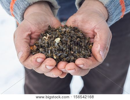beekeeper holding a dead bees. Pesticides. the varroa mite.