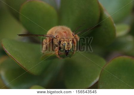 Gold colored male valley carpenter bee, scientific name Xylocopa varipuncta, also called a teddy bear. Males do not sting.