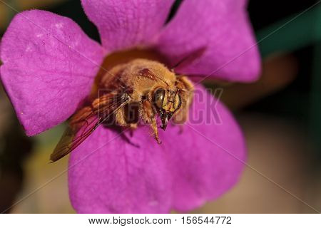 Gold colored male valley carpenter bee, scientific name Xylocopa varipuncta, also called a teddy bear. Males do not sting.