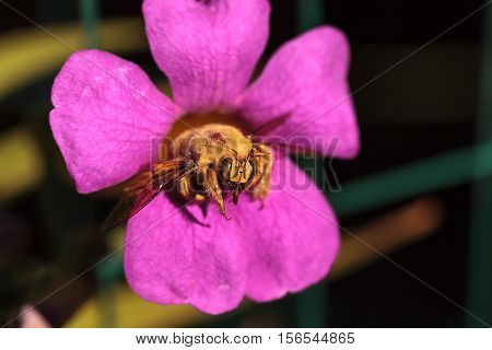 Gold colored male valley carpenter bee, scientific name Xylocopa varipuncta, also called a teddy bear. Males do not sting.