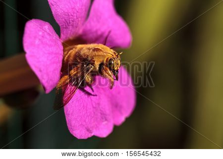 Gold colored male valley carpenter bee, scientific name Xylocopa varipuncta, also called a teddy bear. Males do not sting.