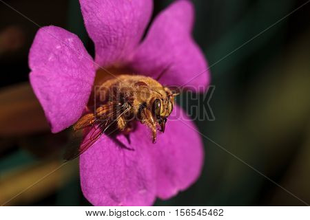 Gold colored male valley carpenter bee, scientific name Xylocopa varipuncta, also called a teddy bear. Males do not sting.