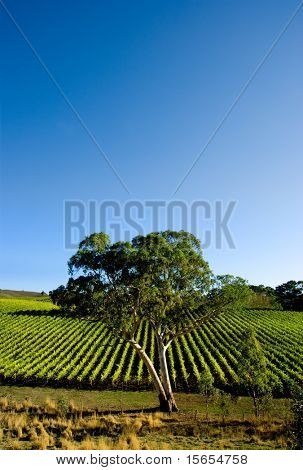 Wunderschöne Weinberg mit einem großen Gummi-Baum