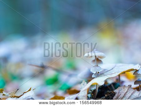 Macro Of Small Uneatable Mushrooms Growing In Autumn Forest