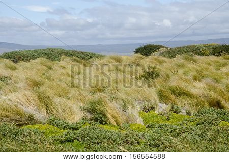 Seno Otway is a large inland sound lying between Brunswick Peninsula and Riesco Island in southern Chile.