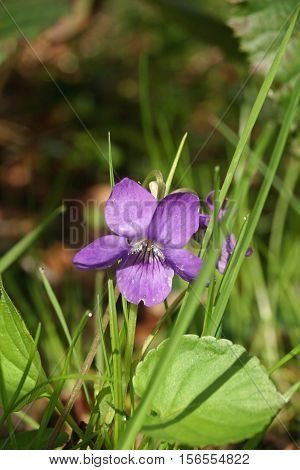 Dog Violet (viola Riviniana) Flower