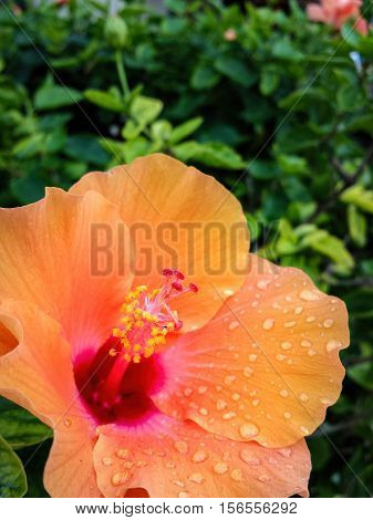 Closeup of orange Hibiscus, a Genus of flowering plants in the mallow family, Malvaceae. Image acquire after light rain, with shallow depth-of-field.