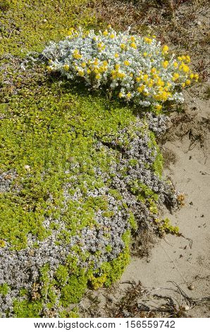Seno Otway is a large inland sound lying between Brunswick Peninsula and Riesco Island in southern Chile.