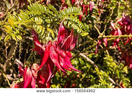 close up of red kowhai tree flowers in bloom