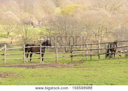 A green rural landsape with nice horses