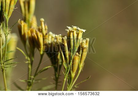 Flowers of Tagetes minuta culinary herb in different South American countries.