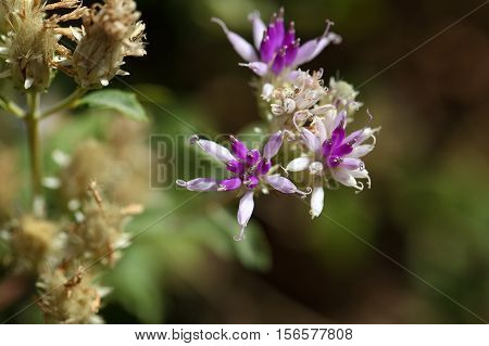 Flower of a succulent plant in Ethiopia maybe Kleinia squarrosa??