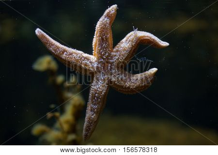 Common starfish (Asterias rubens), also known as the common sea star. 