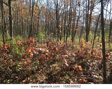Fall at Stoney Ridge Section of Kettle Moraine Southern Unit in Wisconsin