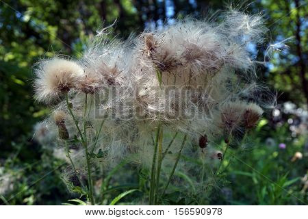 The seed heads of creeping thistle plants (Cirsium arvense), also called the Canada thistle, in a yard in Harbor Springs, Michigan during August.