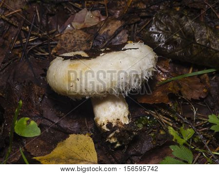 White mushroom Lactarius resimus in wet forest close-up selective focus shallow DOF