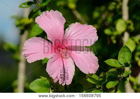 Pink Hibiscus blossom on natural green background.