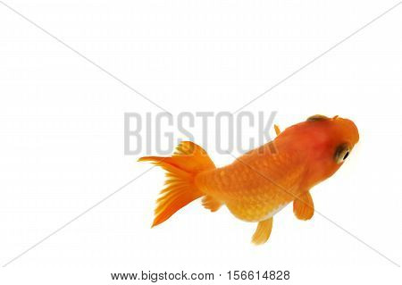 high quality image of goldfish swimming isolated on white background