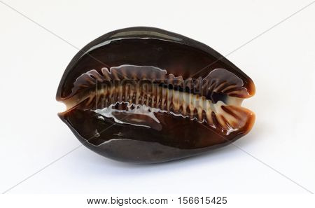 Cowrie Shell. It is isolated on a white background.