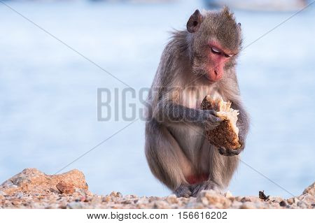 Wildlife monkey eating a bread feed by people